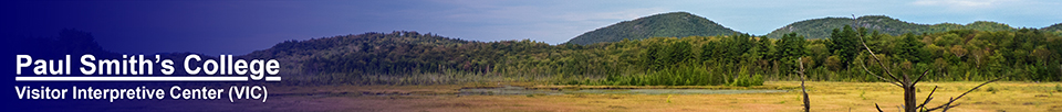 Adirondack Wetlands: Heron Marsh from the Heron Marsh Trail (7 September 2013)