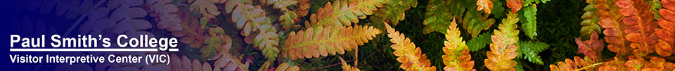Adirondack Wetlands: Cinnamon Fern on the Boreal Life Trail (14 September 2013)