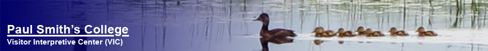 Paul Smith's College Visitor Interpretive Center -- Ducks on Heron Marsh