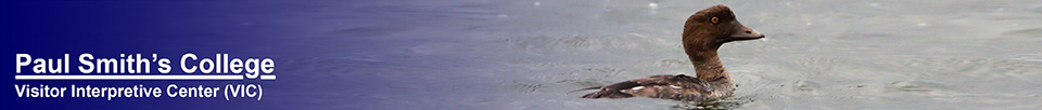 Birds of the Adirondacks:  Common Goldeneye. Photo by Larry Master. www.masterimages.org