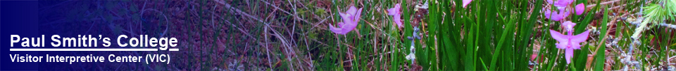 Adirondack Wildflowers:  Grass Pink blooming on Barnum Bog at the Paul Smiths VIC (10 July 2012)