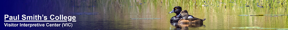 Boreal Birds of the Adirondacks:  Ring-necked Ducks on Heron Marsh at the Paul Smiths VIC (29 May 2014)