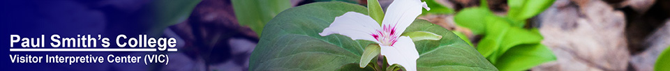 Adirondack Wildflowers: Painted Trillium at the Paul Smiths VIC (18 May 2014)