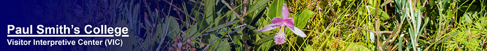 Adirondack Wildflowers: Rose Pogonia on Barnum Bog (12 July 2014)