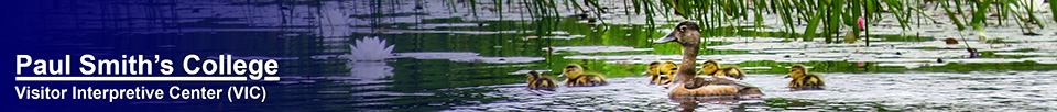 Birds of the Adirondacks:  Wood Duck an ducklings on Heron Marsh (9 July 2014)