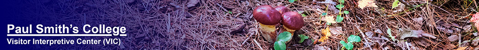 Mushroom on the Heron Marsh Trail (28 September 2014)