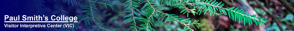Trees of the Adirondack Park: Eastern Hemlock at the Paul Smiths VIC (13 October 2013)