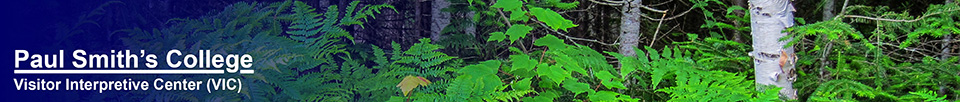 Trees of the Adirondack Park: Paper Birch and ferns near the VIC Parking Lot (1 July 2011)