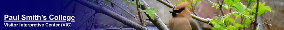 Birds of the Adirondacks:  Cedar Waxwing near the VIC building (31 May 2014)