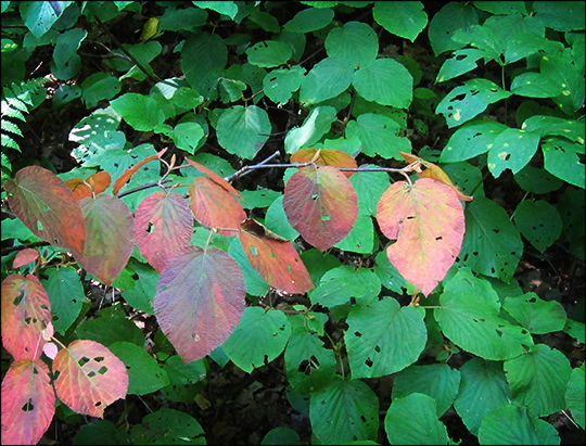 Along the Barnum Brook Trail at the Paul Smiths VIC (12 September 2012)