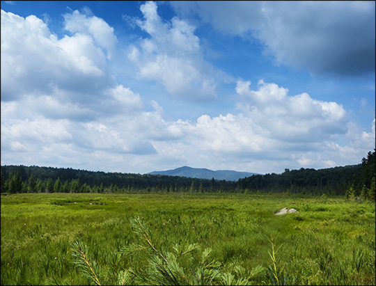 Adirondack Wetlands: Heron Marsh and Saint Regis Mountain (18 July 2013)