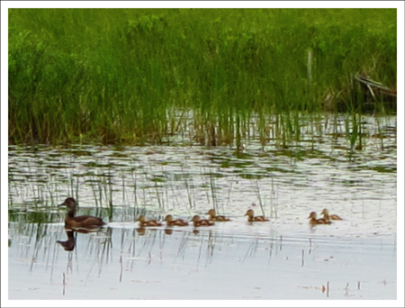 Paul Smiths VIC -- Adirondack Birding | Ring-necked Duck family on Heron Marsh (1 July 2011)