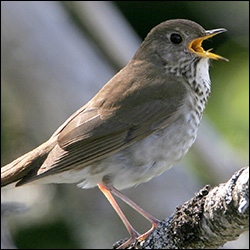 Boreal Birds of the Adirondacks: Bicknell's Thrush.  Photo by Larry Master. www.masterimages.org