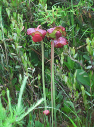 Adirondack Wildflowers:  Pitcher Plant blooming on Barnum Bog