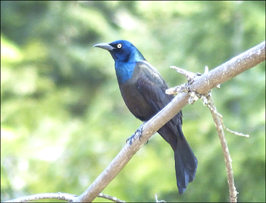 Birds of the Adirondacks:  Common Grackle near the Black Pond Trail  (7 May 2013)