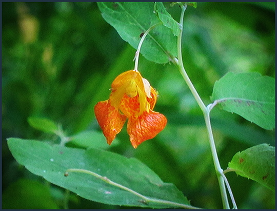 Adirondack Wildflowers:  Touch-me-not along the Black Pond Trail (16 August 2012)