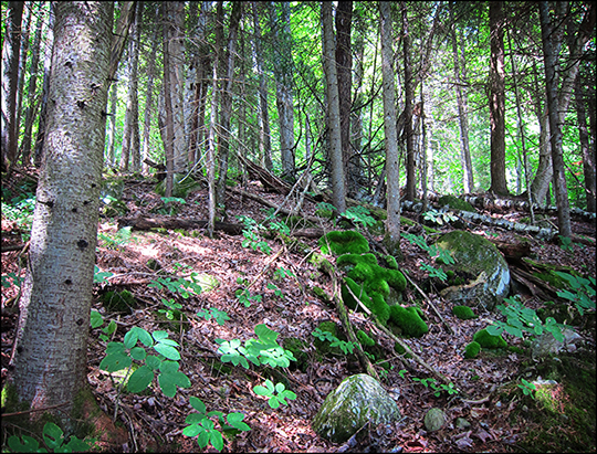 Adirondack Habitats: Mixed forest on the Black Pond Trail (16 August 2012)