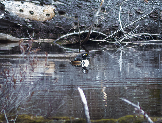 Birds of the Adirondacks: Hooded Merganser on Black Pond (27 April 2013)