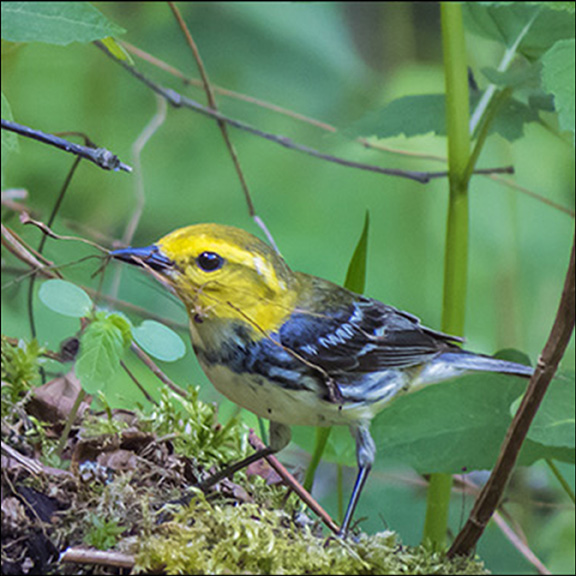 Adirondack Birding: Black-throated Green Warbler on the Logger's Loop Trail (30 May 2015)