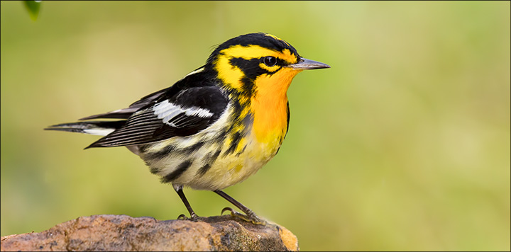 Boreal Birds of the Adirondacks:  Blackburnian Warbler. Photo by Larry Master. www.masterimages.org  Used by permission.