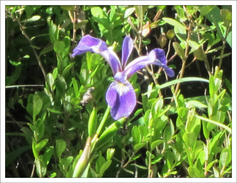 Paul Smiths VIC -- Adirondack Wildflowers | Blue Flag Iris on Heron Marsh (14 June 2012)