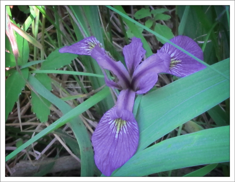 Paul Smiths VIC -- Adirondack Wildflowers | Blue Flag Iris blooming on Heron Marsh (14 June 2012)