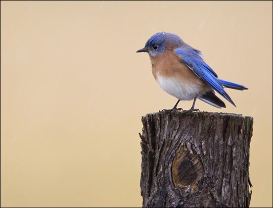 SEastern Bluebird near River Road, Lake Placid. Photo by Larry Master. www.masterimages.org  Used by permission.