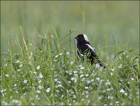 Birds of the Adirondacks: Bobolink at Heaven Hill Farm. Photo by Larry Master. www.masterimages.org