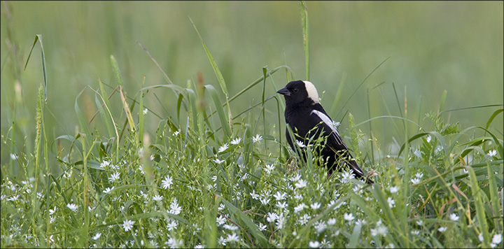 Birds of the Adirondacks: Bobolink at Heaven Hill Farm. Photo by Larry Master. www.masterimages.org