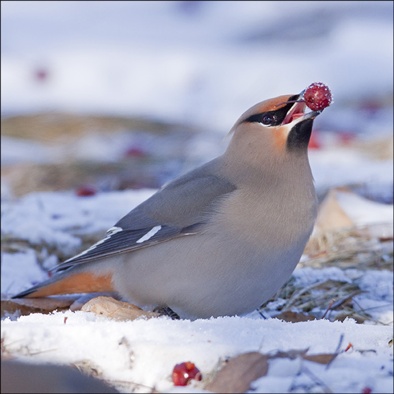 Birds of the Adirondacks:  Bohemian Waxwing (24 February 2008).  Photo by Larry Master. www.masterimages.org