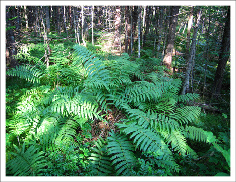 Paul Smiths Visitor Center-- Ferns and Bunchberry along the Boreal Life Trail -- 28 July 2010