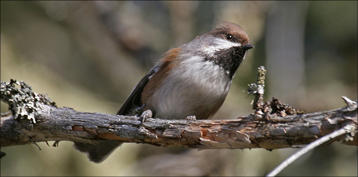 Boreal Birds of the Adirondacks:  Boreal Chickadee. Photo by Larry Master. www.masterimages.org  Used by permission.