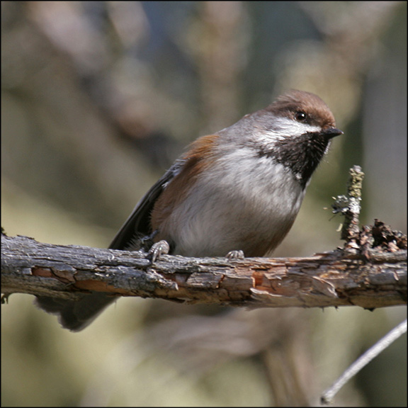 Boreal Birds of the Adirondacks: 
Boreal Chickadee. Photo by Larry Master. www.masterimages.org. Used by permission.