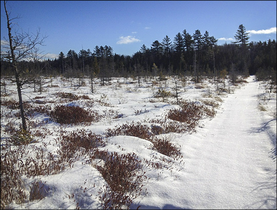 Adirondack Wetlands: Barnum Bog on the Boreal Life Trail