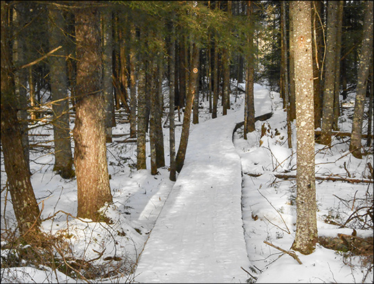 Adirondack Wetlands: Boardwalk through the swamp on the Boreal Life Trail