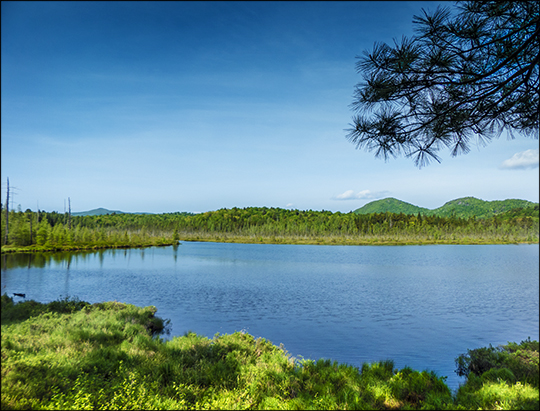 Adirondack Wetland: From the Boreal Life Trail overlook (1 June 2013)