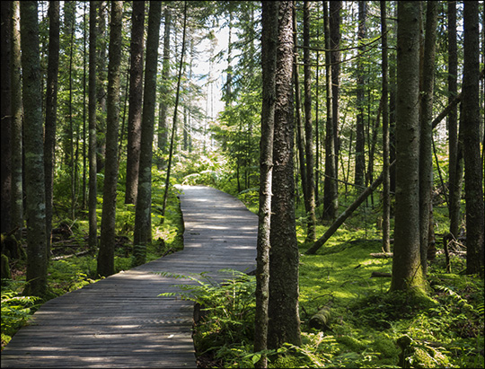 Nature Trail