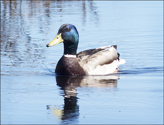 Birds of the Adirondacks: Mallard on Barnum Brook near the boardwalk (4 May 2013)