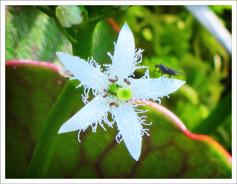 Paul Smiths VIC -- Adirondack Wildflowers | Buckbean in bloom -- 26 May 2012