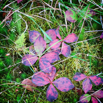 Adirondack Wildflowers:  Bunchberry folliage in the fall at the Paul Smiths VIC -- 25 September 2011