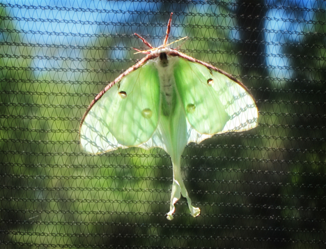 Adirondack Moths:  Luna Moth (30 June 2012)