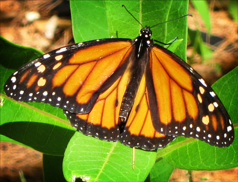 Adirondack Butterflies:  Monarch Butterfly (30 June 2012)