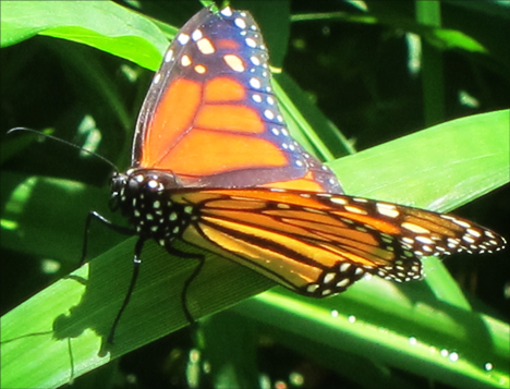 Adirondack Butterflies:   Monarch Butterfly (10 July 2012)