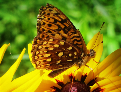 Adirondack Butterflies:  Aphrodite Fritillary (12 July 2012