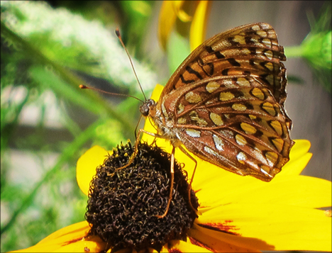 Adirondack Butterflies:  Atlantis Fritillary (30 July 2012)