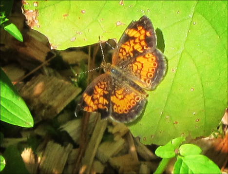 Adirondack Butterflies:  Pearl Crescent (30 July 2012