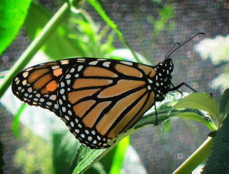 Adirondack Butterflies:  Monarch Butterfly (30 July 2012)