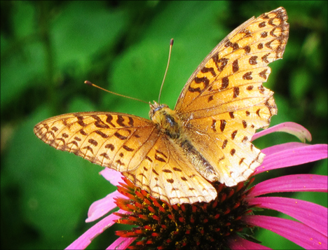 Adirondack Butterflies:  Atlantis Fritillary (8 August 2012)