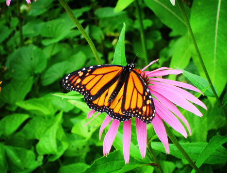 Adirondack Butterflies:  Monarch Butterfly (8 August 2012)