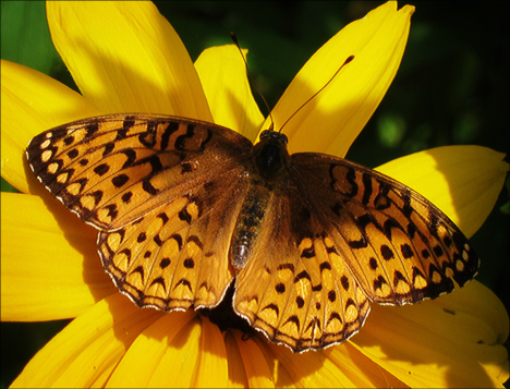 Adirondack Butterflies:  Atlantis Fritillary (18 July 2012)